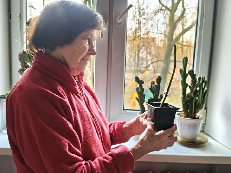 Павловния на подоконнике: как посадить дерево, которое растет быстрее, чем остывает чай