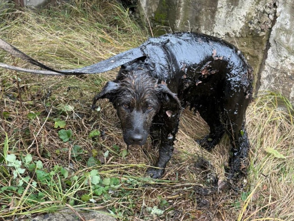 Хвостатый день у «Мособлпожспаса»: зачем сотрудникам 227-й части понадобилась защитная одежда для спасения одного «клиента»