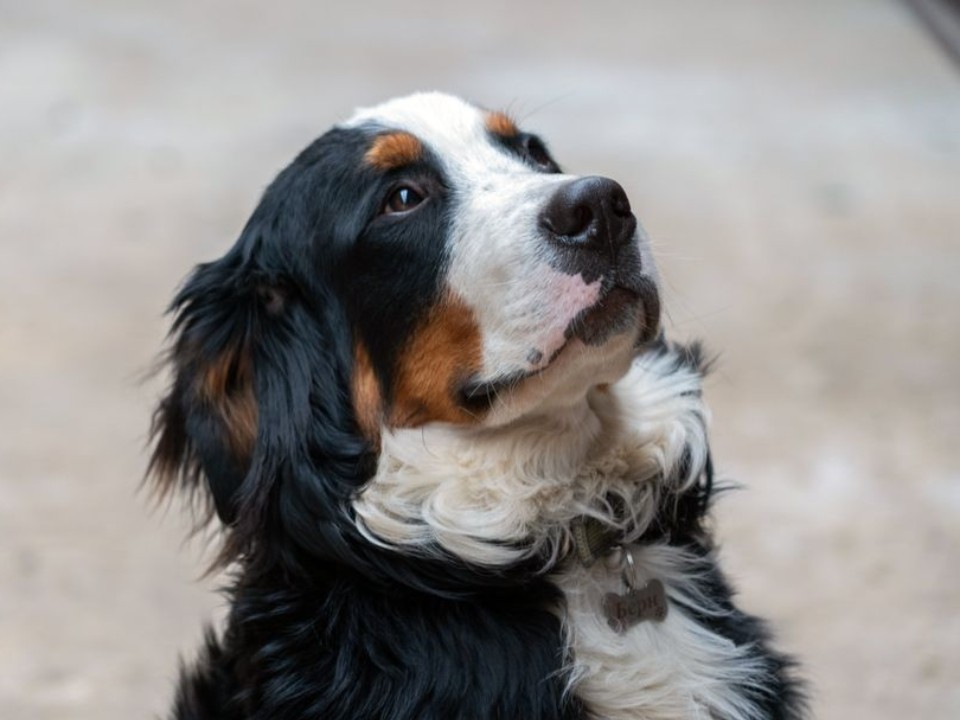 Серийный живодер снова вышел на дело? История с похищением собак повторилась через шесть лет