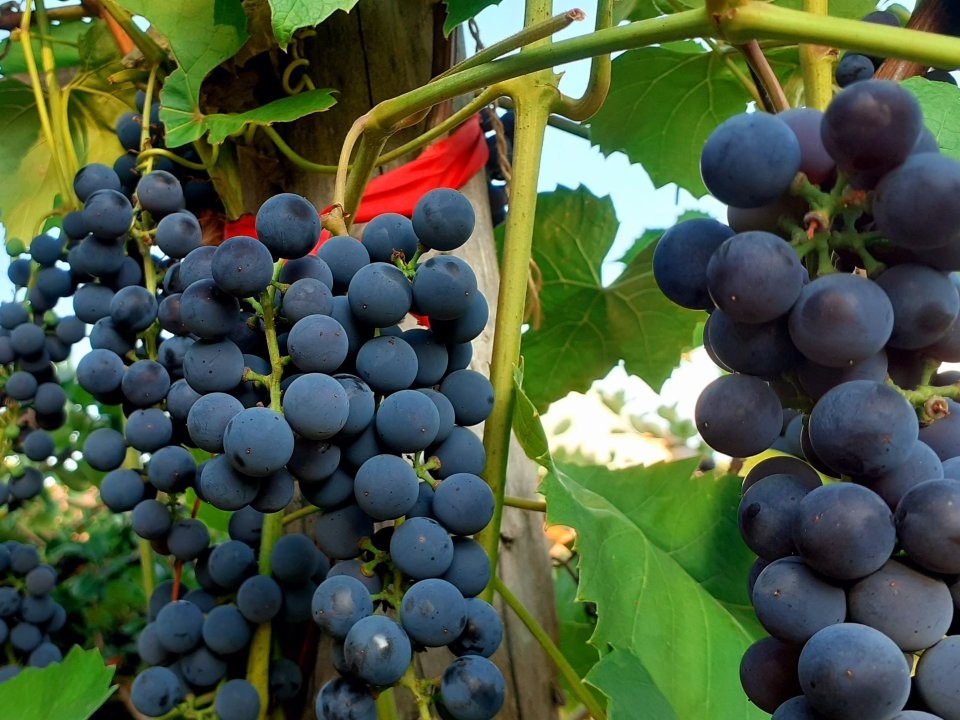 Дачница из Лотошина рассказала, как правильно подготовить виноградник к зимовке