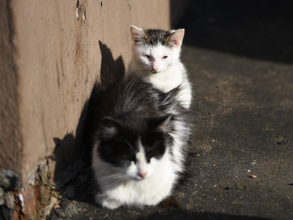 Хозяйка в коме – питомцы в опасности: в Серпухове срочно ищут дом для 14 кошек
