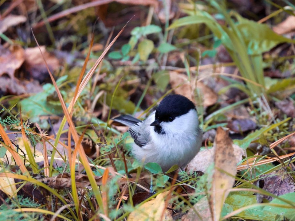 Восьмиграммовый краснокнижный уничтожитель насекомых начал зачистку леса в Балашихе