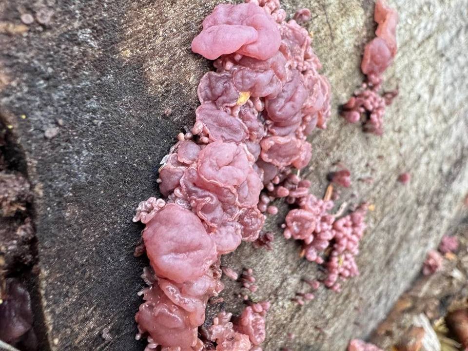 Напоминающий сырое мясо гриб обнаружили экологи недалеко от Мытищ