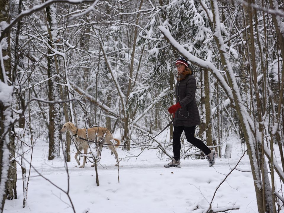 Как подготовить собаку к первому снегу: правила зимней прогулки с питомцем