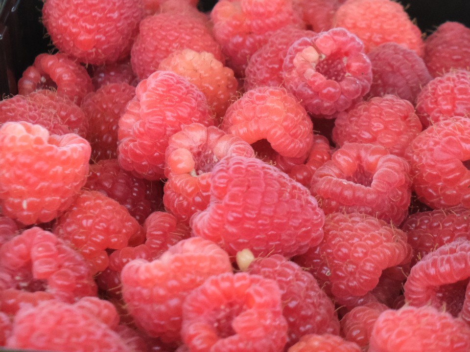 Свежую малину собрала фермерша из Истры перед морозами