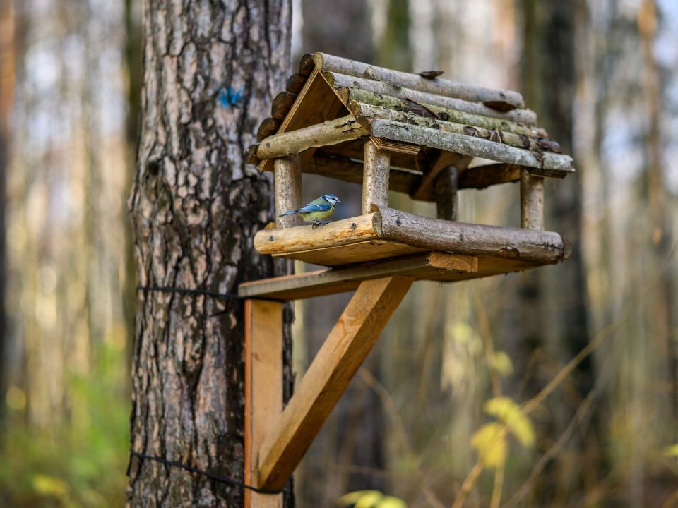 Повесить кормушки и покормить птиц просят волоколамцев в Синичкин день