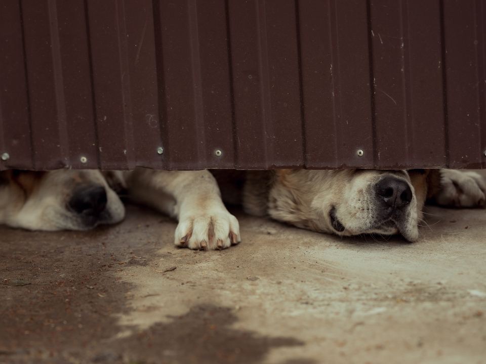 В Жуково взяли под контроль безнадзорных собак у дома культуры
