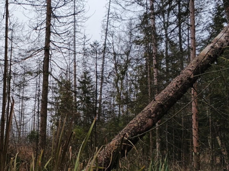 Бдительные жители спасли лес: в Пушкинском начинают оздоровительные процедуры для деревьев