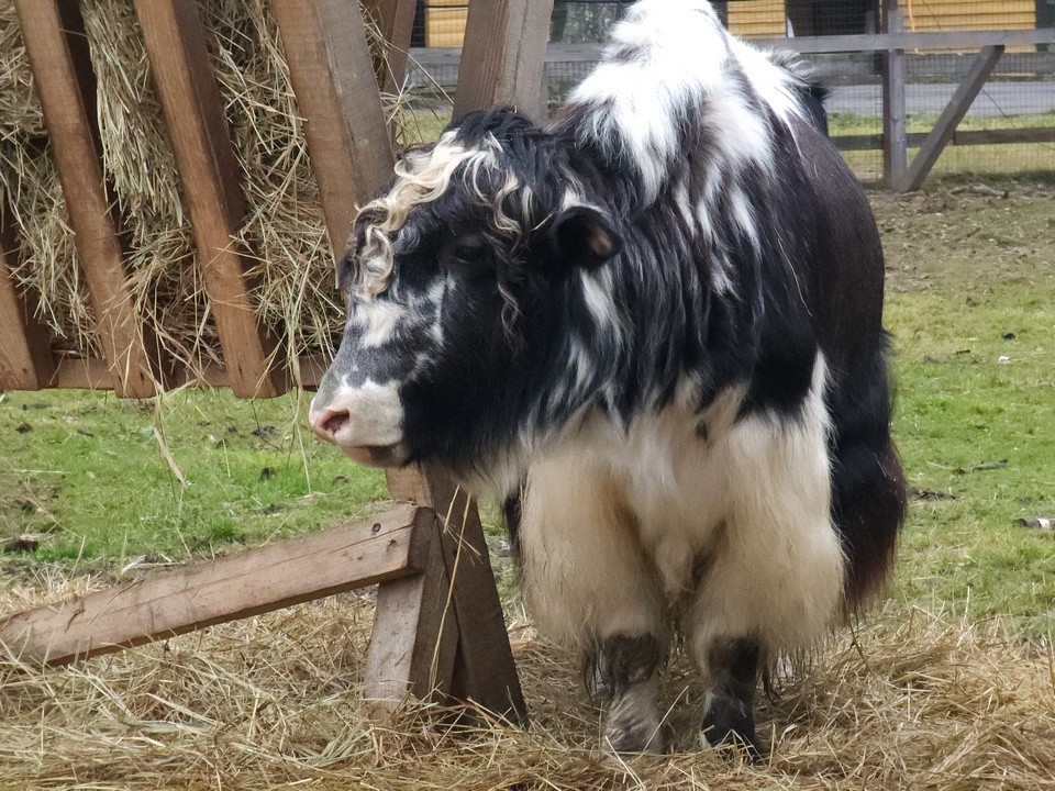 Лосиный остров готовится к зиме: экологи устанавливают фотоловушки и столовые для зверей