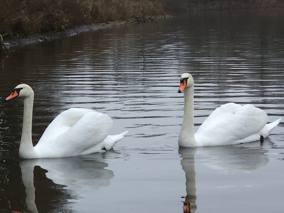 Отапливаемые домики на случай морозов приготовили для лебедей в усадьбе Якова Брюса