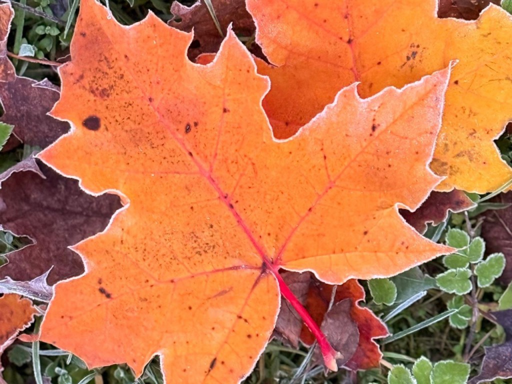 Гороскоп для всех знаков Зодиака на 29 ноября 2025: Львов, Дев и Стрельцов ждет невероятный успех, а Скорпионам и Овнам лучше не спешить с выводами