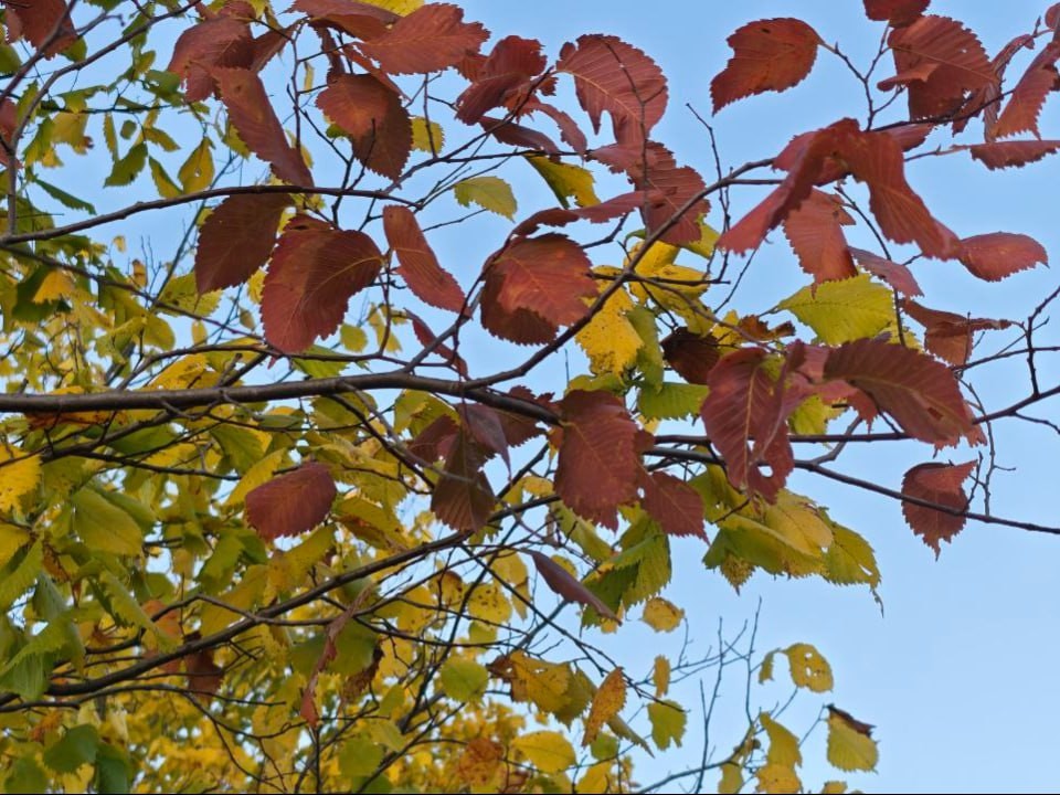 Ноябрь дарит последнее тепло: сколько градусов продержится в Подмосковье до пятницы