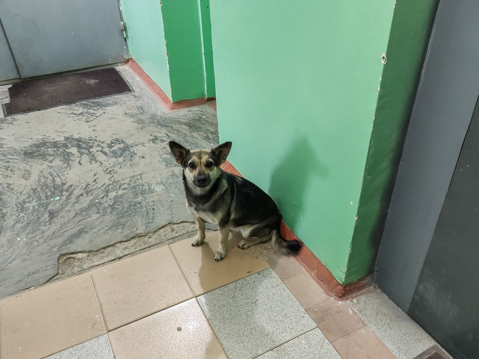 За выгул животного в подъезде можно получить штраф и лишиться питомца