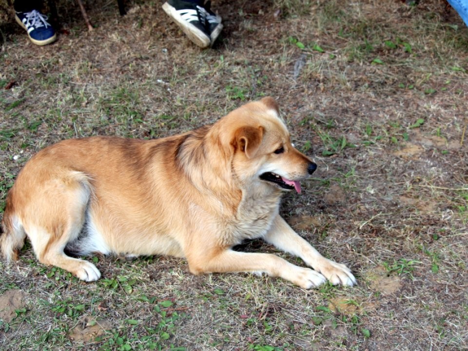 В Подмосковье с начала года вакцинировали и стерилизовали более 4 тыс. бездомных собак