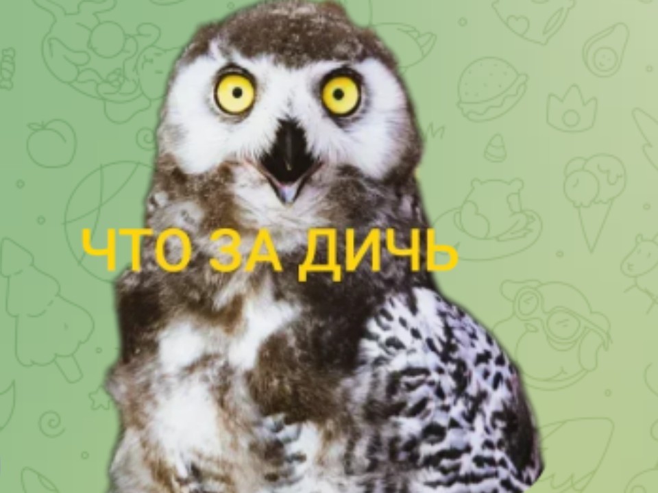 Волоколамские киперы представили забавные стикеры с питомцами