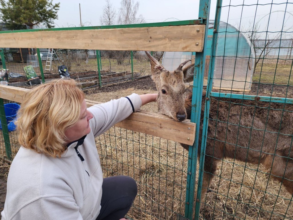 Биолог рассказала, почему пятнистые олени из Солнечногорска ведут себя как кошки