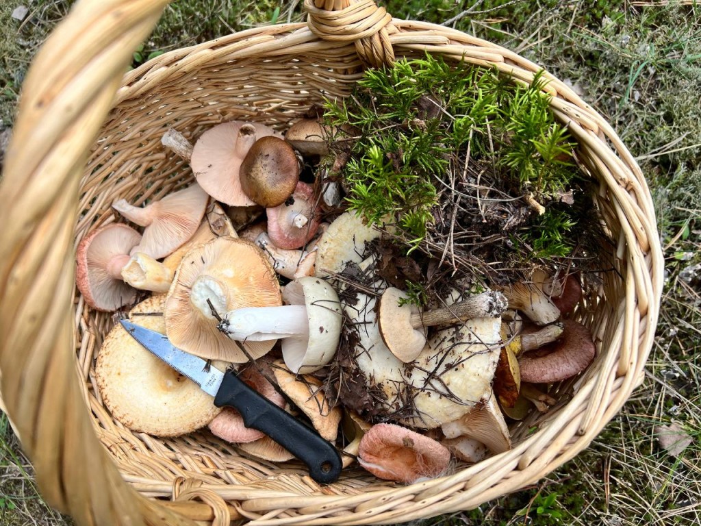 В Подмосковных лесах безумное количество грибов: зимние виды растут повсюду