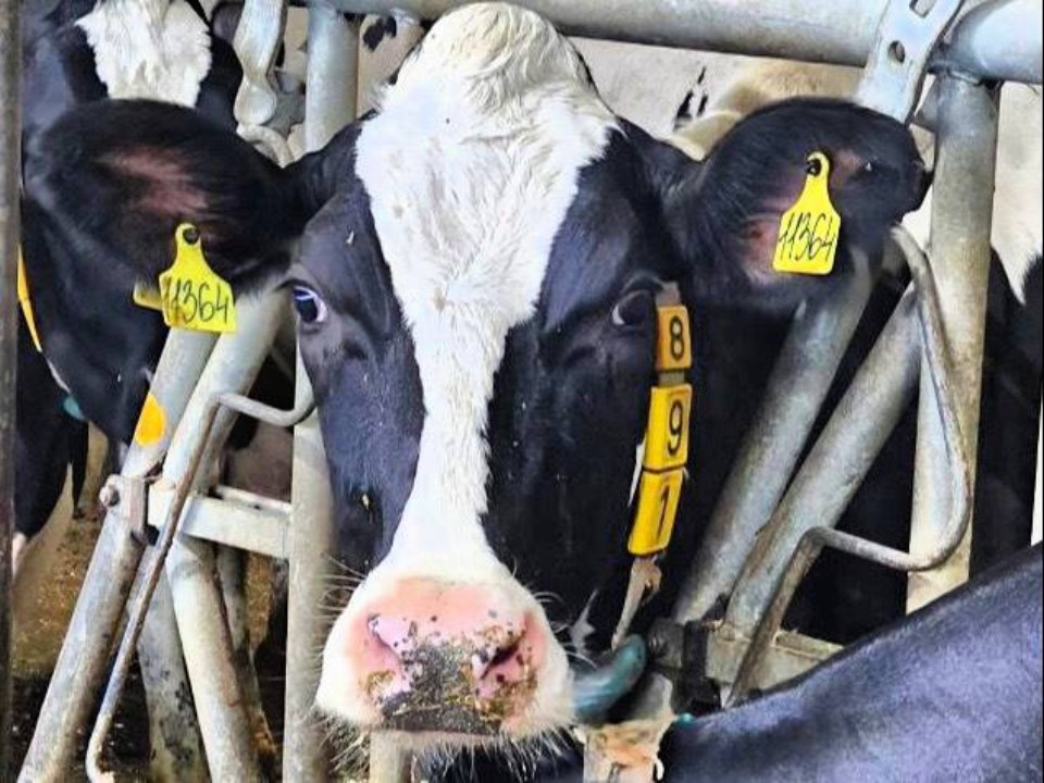 Молочная революция в Подмосковье: как «Емельяновка» взлетела в ТОП‑30 страны за год