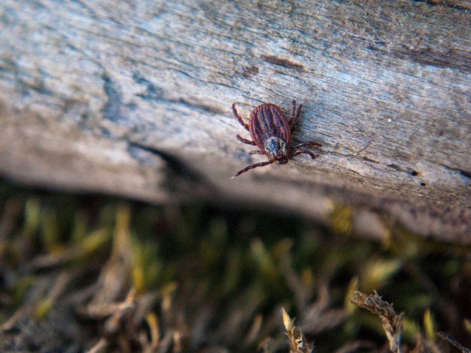 Страдающие бессонницей клещи могут вызвать инфекционный шок