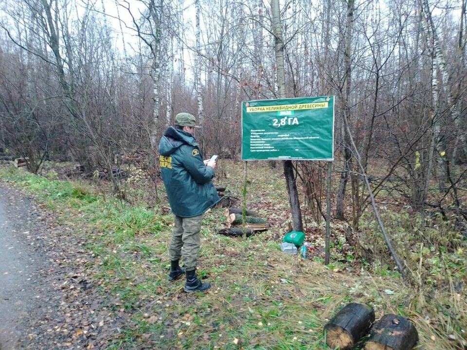 Более 40 гектаров леса очистили от сухостоя в Коломне