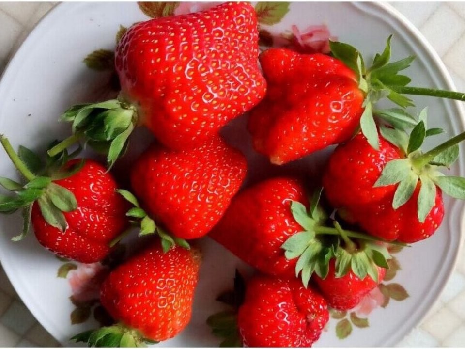 Как выбрать идеальную клубнику для Подмосковья: сорта, устойчивые к дождям и болезням