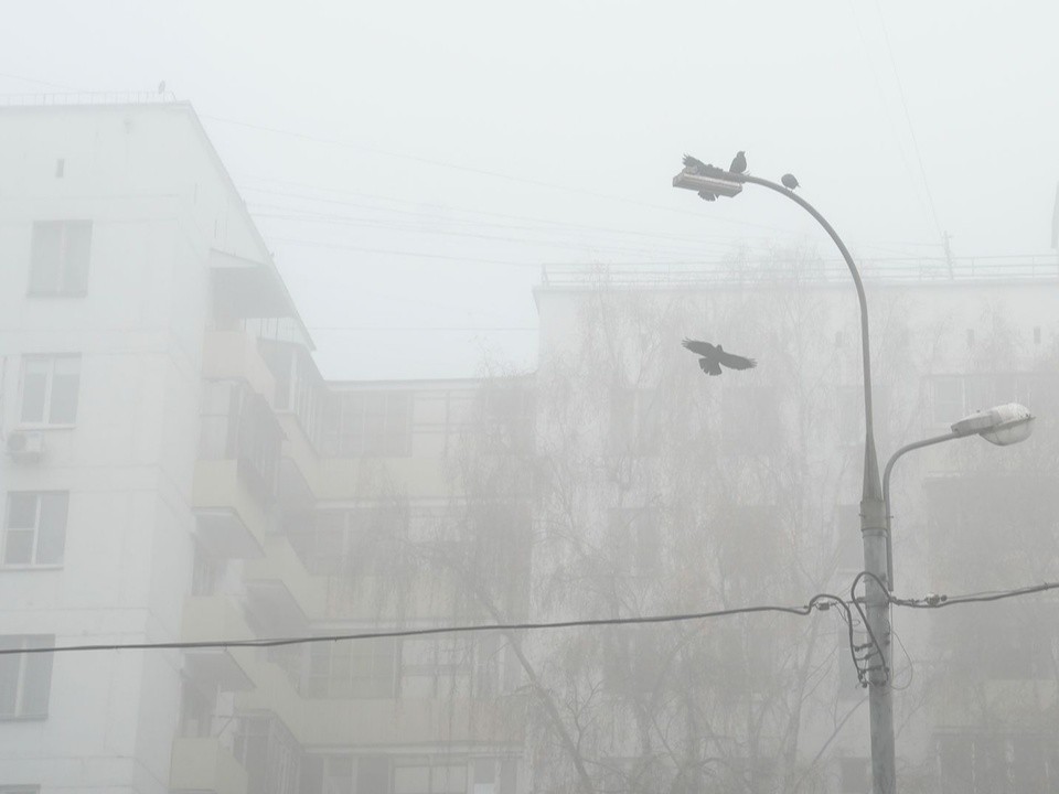 Туманное утро и пасмурный день прогнозируют в Жуковском 13 ноября