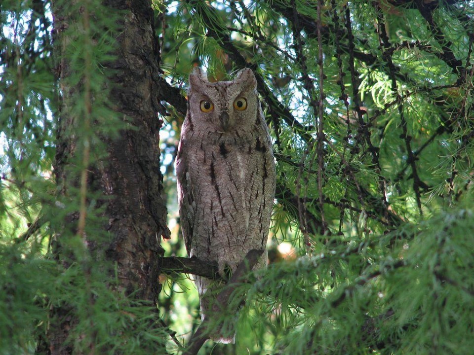Сплюшка в Подмосковье: пернатый сюрприз из Красной книги нашел новый дом в Талдоме