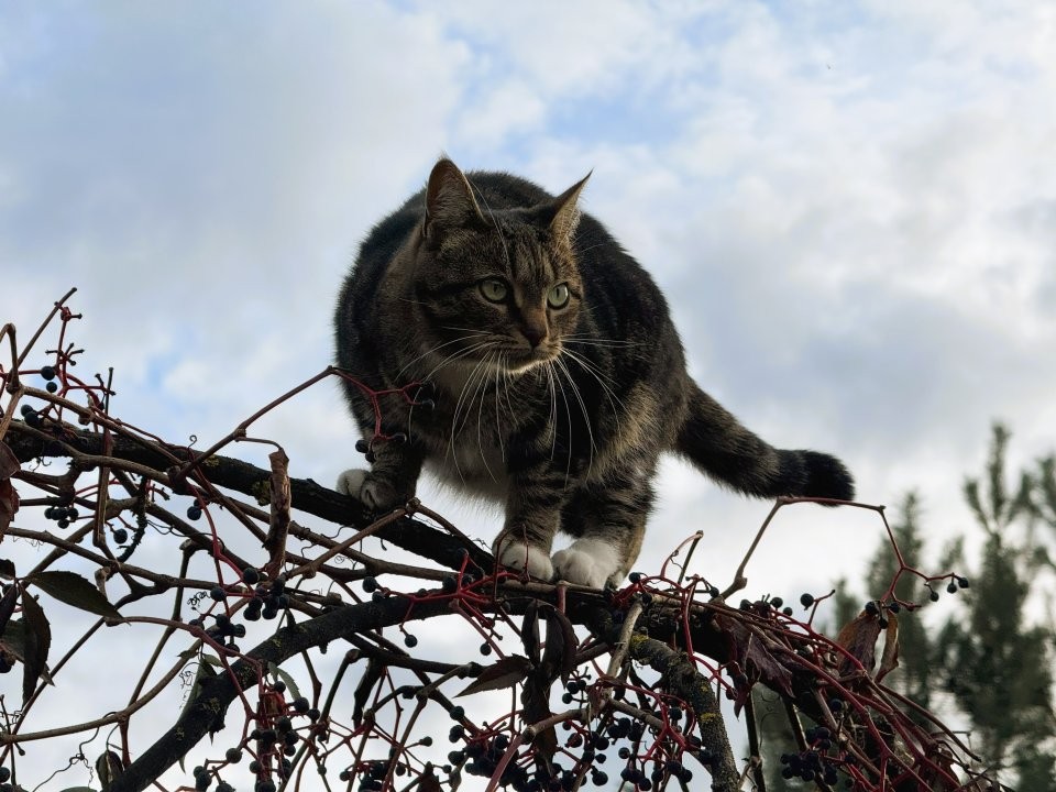 Кот-тайфун: какие породы превратят жизнь хозяев в сплошное приключение