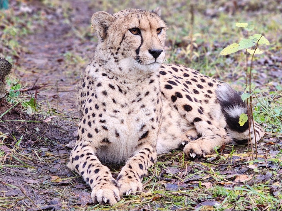 Теплые полы обустроили в вольерах волоколамских гепардов