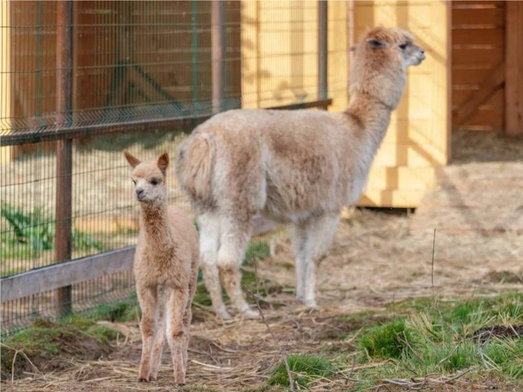 Жители Мытищ гадают, кто отец детеныша альпаки Златы с Лосиной биостанции