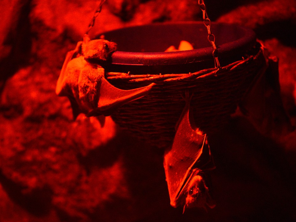 Залетел нежданный гость? Как выпустить краснокнижное животное на свободу без штрафа и ранений