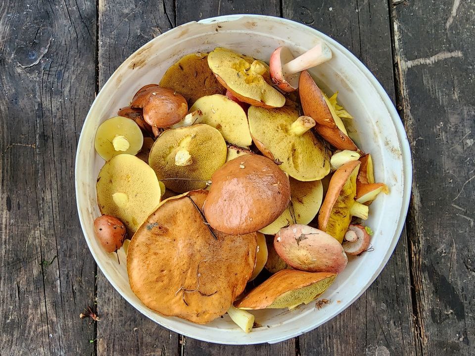 Время опят и не только. Жители Подмосковья снова тащат грибы мешками