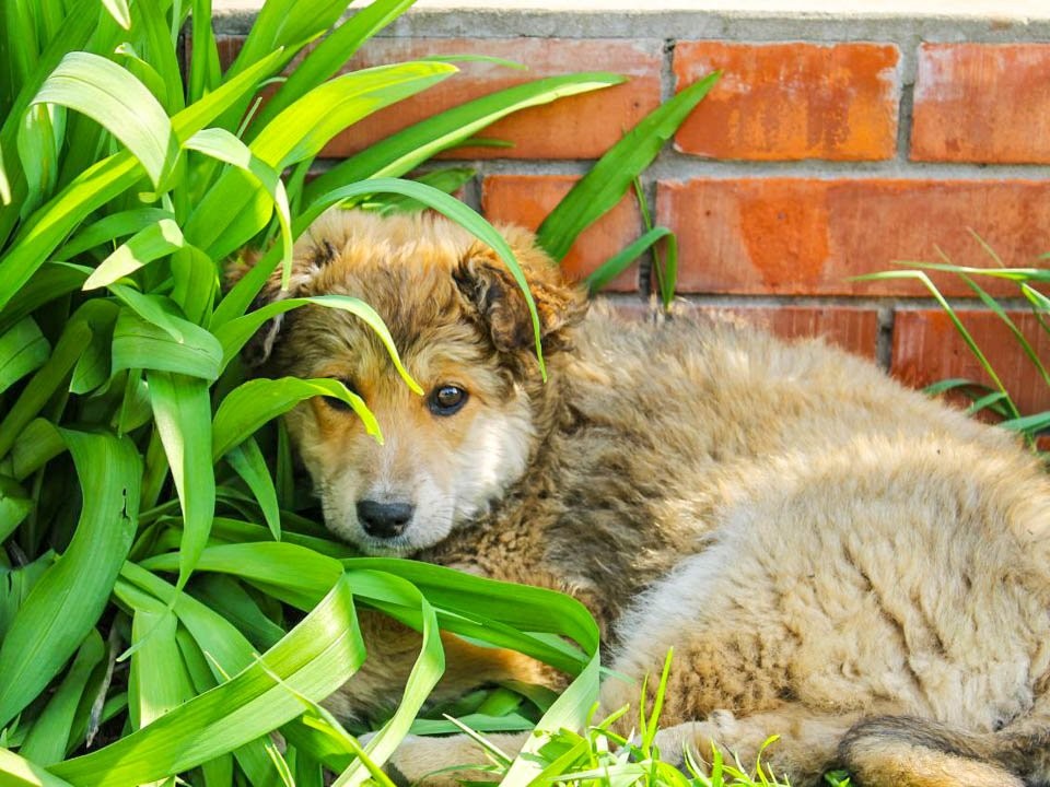 На съедение волкам: волонтеры из Муханова пристраивают щенят, которых хозяин хочет выкинуть в лес