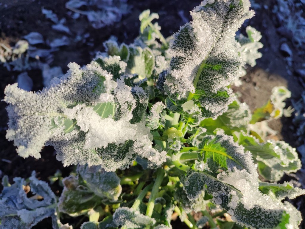 Гидрометцентр РФ: в Подмосковье идут заморозки до -4 градусов