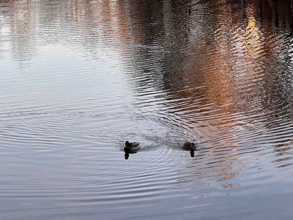 Всего 40 голосов: единственный пруд от Раменского округа может остаться без очистки