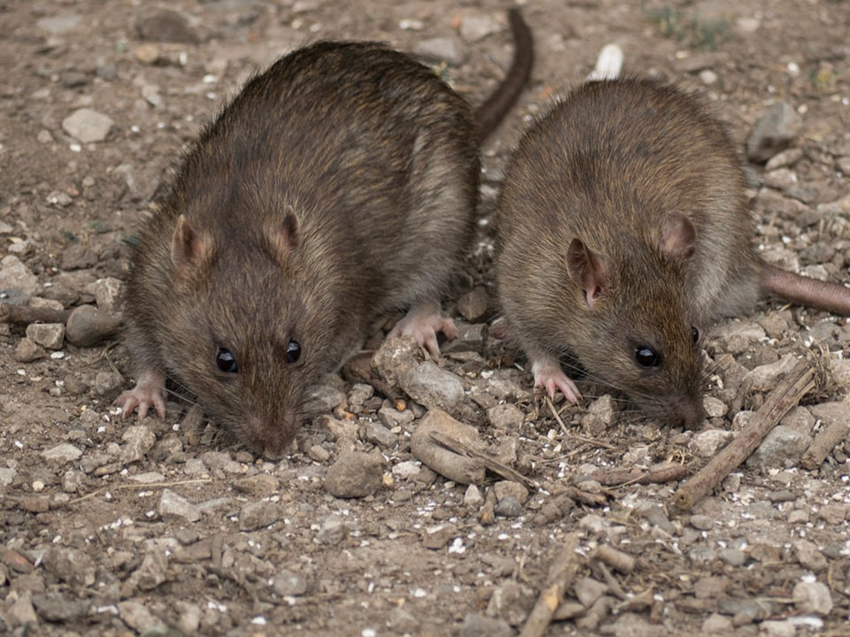 Мужчина из Красногорска был покусан крысой в собственной постели