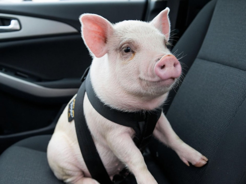 Свиньи в законе: как правильно перевозить мини-пигов в машине