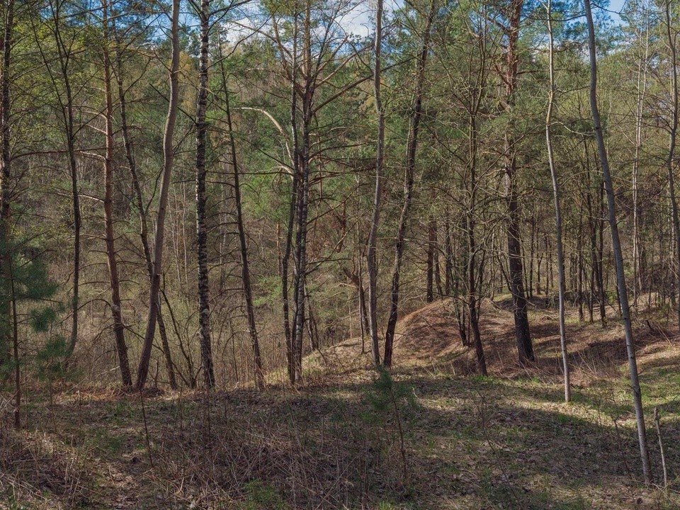 «Идеальное место, чтобы спрятать тело»: что обнаружили поисковики в лесу, где мог орудовать богородский маньяк