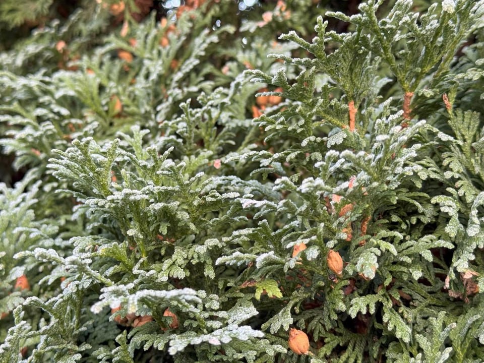 Первые 20-градусные морозы пришли! Минусовые отметки подкрались вплотную к Подмосковью, сообщает синоптик Леус