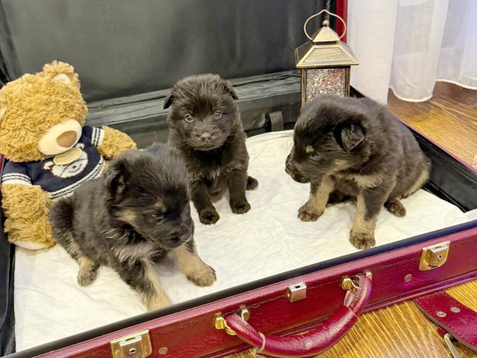 Семерых погибавших щенков спасли в Ногинске