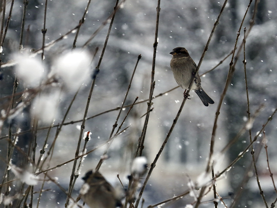 Морозы и снег уже на подходе: синоптик Вильфанд спрогнозировал резкое похолодание