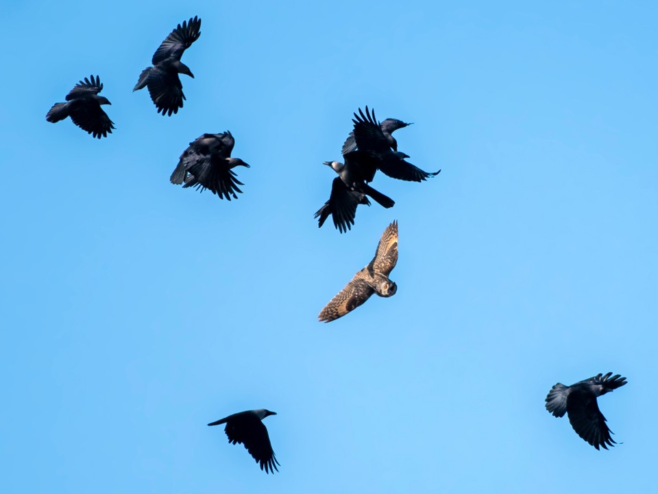 «Рвали перья в полете»: жестокое нападение ворон на сову сняли жители Люберец