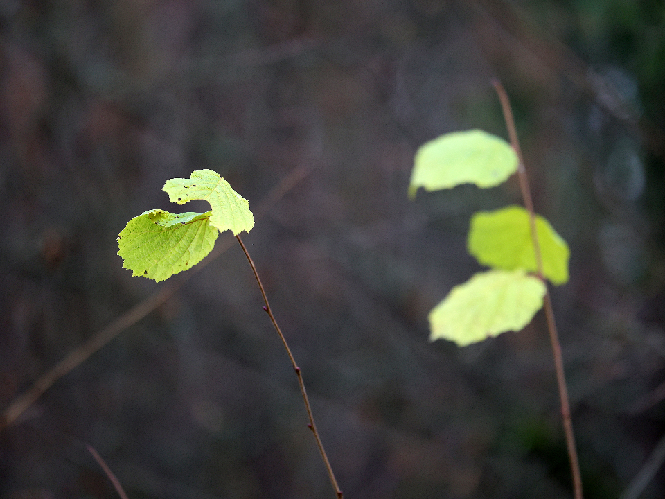 Снега не будет: в Подмосковье на следующей неделе сохранится теплая погода