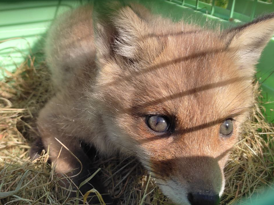Из леса — в семью: охотник из Дубны спас лисенка, найденного на опасной трассе