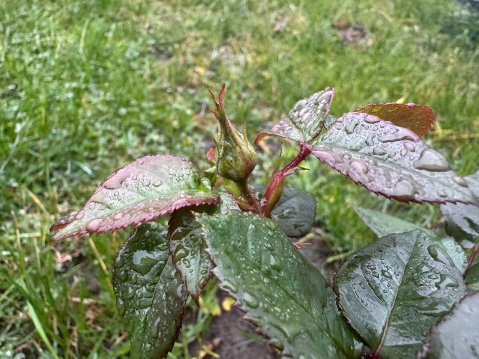 Под занавес осени у волоколамских дачников продолжают набирать цвет розы