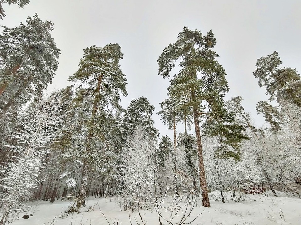 С нежностью — сосну? В Серпухове жителей запугивают дендрофилом, который насилует деревья