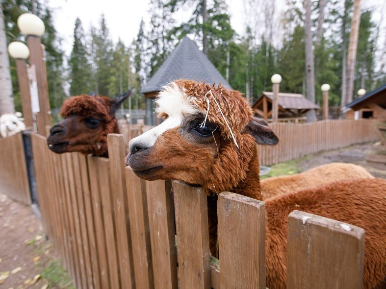 Подмосковье борется за звание лучшего региона туризма: чем порадуют парки, музеи и отели