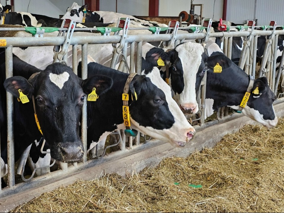 Ферма в Озерах вошла в топ-30 самых эффективных молочных хозяйств России