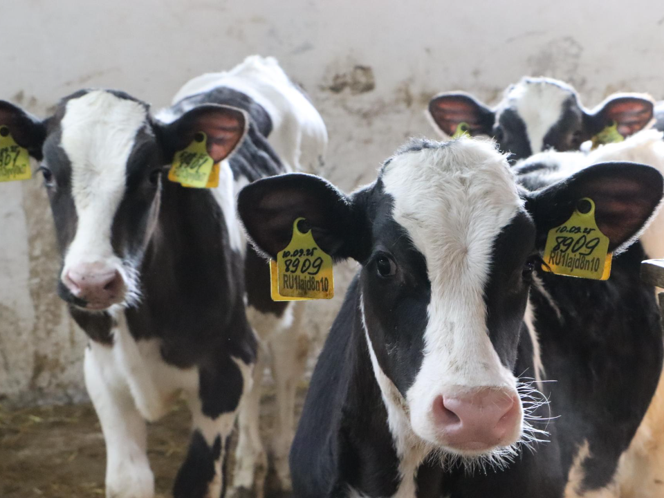 Фермер из Глубокого сделал ставку на животноводство будущего