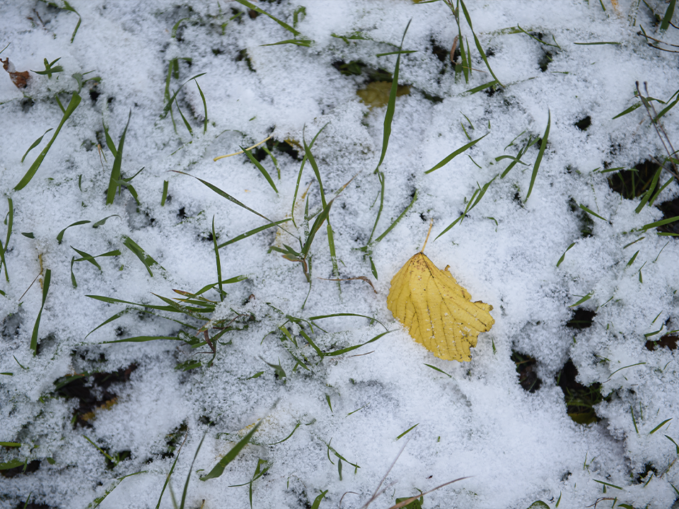 Синоптик Сафонов предсказал необычно короткую и мягкую зиму 2025 года